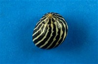 藏品(蜑螺)的圖片